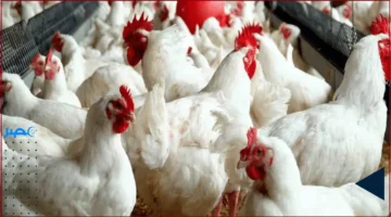 تأثير تناول البيض مع الأفوكادو على الصحة: كيف يعزز هذا الجمع قيمتك الغذائية اليومية؟